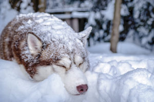 Mehr über den Artikel erfahren Wenn dein Hund friert,…